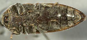 Media type: image;   Entomology 8031 Aspect: habitus ventral view